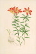 Lilium Philadelphicum - Walter Hood Fitch — näkymä teoksesta