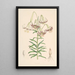 Lilium Polyphyllum - Walter Hood Fitch — kehystetty taideteos seinällä
