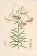 Lilium Polyphyllum - Walter Hood Fitch — näkymä teoksesta