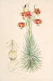 Lilium Pomponium - Walter Hood Fitch — näkymä teoksesta