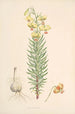 Lilium Pyrenaicum - Walter Hood Fitch — näkymä teoksesta