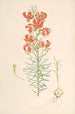 Lilium Tenuifolium - Walter Hood Fitch — näkymä teoksesta