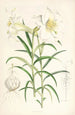 Lilium Wallichianum - Walter Hood Fitch — näkymä teoksesta