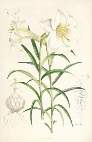 Walter Hood Fitch - Lilium Wallichianum.webp