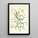 Lilium Wallichianum - Walter Hood Fitch — kehystetty taideteos seinällä