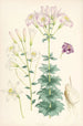 Lilium Washingtonianum var purpureum - Walter Hood Fitch — näkymä teoksesta