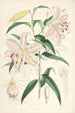 Lilium auratum - Walter Hood Fitch — näkymä teoksesta