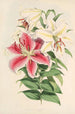 Lilium auratum var Parkmanm - Walter Hood Fitch — näkymä teoksesta
