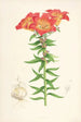 Lilium bulbiferum - Walter Hood Fitch — näkymä teoksesta