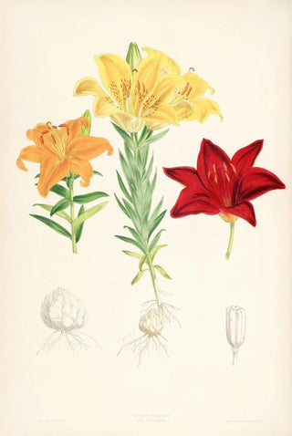 Walter Hood Fitch - Lilium elegans var alutaceum.webp