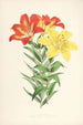 Lilium elegans var incomparabile - Walter Hood Fitch — näkymä teoksesta