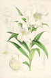 Lilium lingiflorium - Walter Hood Fitch — näkymä teoksesta
