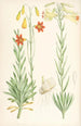 Lilium maritimum - Walter Hood Fitch — näkymä teoksesta
