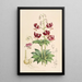 Lilium martagon var dalmaticum - Walter Hood Fitch — kehystetty taideteos seinällä