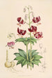 Lilium martagon var dalmaticum - Walter Hood Fitch — näkymä teoksesta