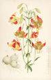Lilium pardalinum - Walter Hood Fitch — näkymä teoksesta