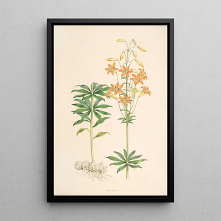 Walter Hood Fitch - Lilium parvum.webp