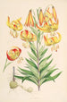 Lilium superbum - Walter Hood Fitch — näkymä teoksesta