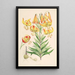 Lilium superbum - Walter Hood Fitch — kehystetty taideteos seinällä