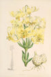 Lilium testaceum - Walter Hood Fitch — näkymä teoksesta