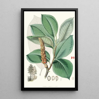 Walter Hood Fitch - Magnolia Campbellii Hf et T Fruiting plant in foliage.webp