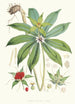 Paris Polyphylla Smit - Walter Hood Fitch — näkymä teoksesta