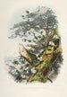Sikkimin Himalajan rhododendronit Pl01 - Walter Hood Fitch — näkymä teoksesta