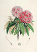 Sikkimin Himalajan rhododendronit Pl06 - Walter Hood Fitch — näkymä teoksesta