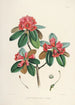 Sikkimin Himalajan rhododendronit Pl07 - Walter Hood Fitch — näkymä teoksesta