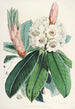 Sikkimin Himalajan rhododendronit Pl09 - Walter Hood Fitch — näkymä teoksesta