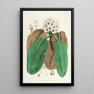 Walter Hood Fitch - The Rhododendrons of SikkimHimalaya Pl10.webp