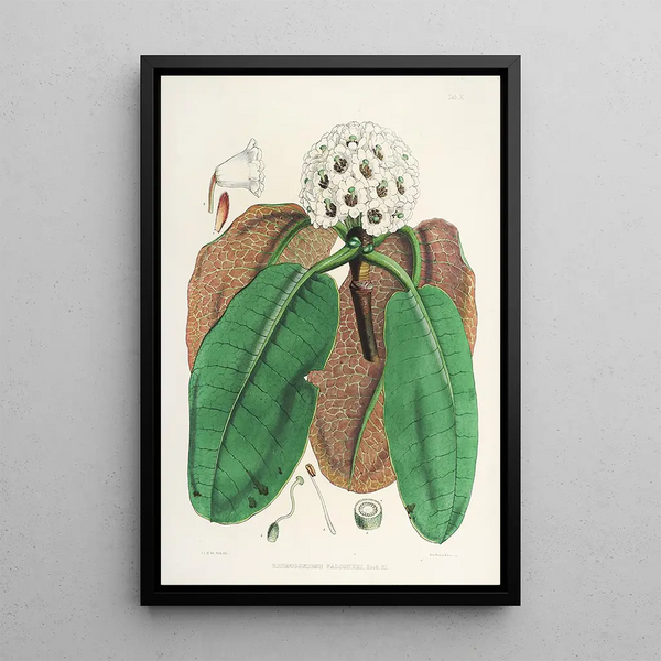 Walter Hood Fitch - The Rhododendrons of SikkimHimalaya Pl10.webp