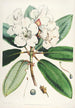 Sikkimin Himalajan rhododendronit Pl11 - Walter Hood Fitch — näkymä teoksesta