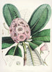 Sikkimin Himalajan rhododendronit Pl15 - Walter Hood Fitch — näkymä teoksesta