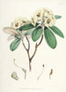 Sikkimin Himalajan rhododendronit Pl16 - Walter Hood Fitch — näkymä teoksesta