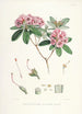 Sikkimin Himalajan rhododendronit Pl17 - Walter Hood Fitch — näkymä teoksesta