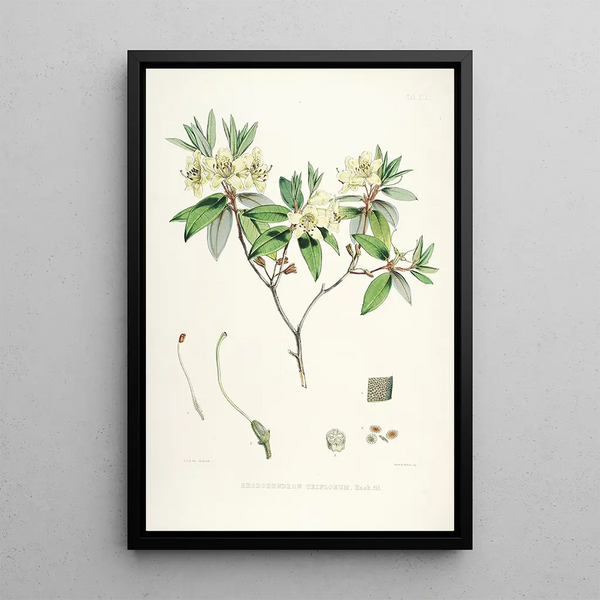 Walter Hood Fitch - The Rhododendrons of SikkimHimalaya Pl19.webp