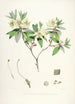 Sikkimin Himalajan rhododendronit Pl19 - Walter Hood Fitch — näkymä teoksesta