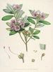 Sikkimin Himalajan rhododendronit Pl24 - Walter Hood Fitch — näkymä teoksesta