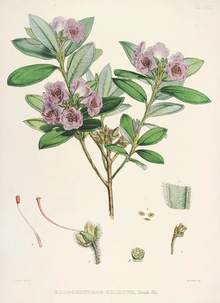 Walter Hood Fitch - The Rhododendrons of SikkimHimalaya Pl24.webp