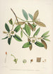 Sikkimin Himalajan rhododendronit Pl28 - Walter Hood Fitch — näkymä teoksesta