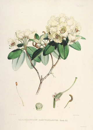 Walter Hood Fitch - The Rhododendrons of SikkimHimalaya Pl30.webp