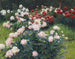 Pivoines - Wilhelm Bernatzik — näkymä teoksesta