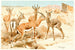 Gazelle Dorcas - Wilhelm Kuhnert — näkymä teoksesta