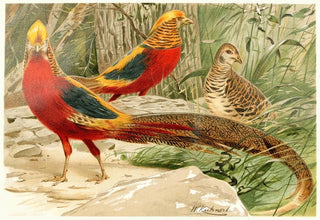 Wilhelm Kuhnert - Golden Pheasants.webp