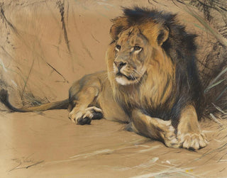 Wilhelm Kuhnert - Liegender Lwe.webp
