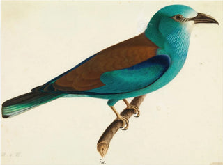 Wilhelm von Wright - The European Roller.webp