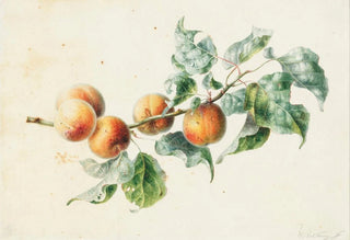 Willem Hekking - Apricots on a branch signed.webp