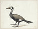 Cormoran - Willem Roelofs — näkymä teoksesta