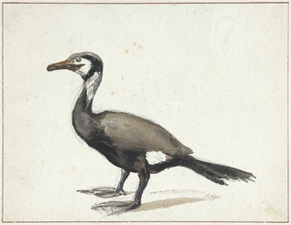 Willem Roelofs - Aalscholver.webp